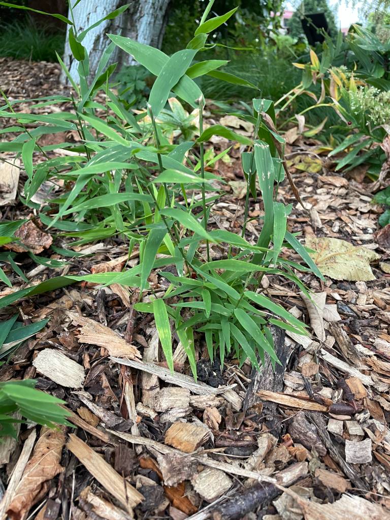 Plant name: Northern Sea Oats Chasmanthium latifolium 
